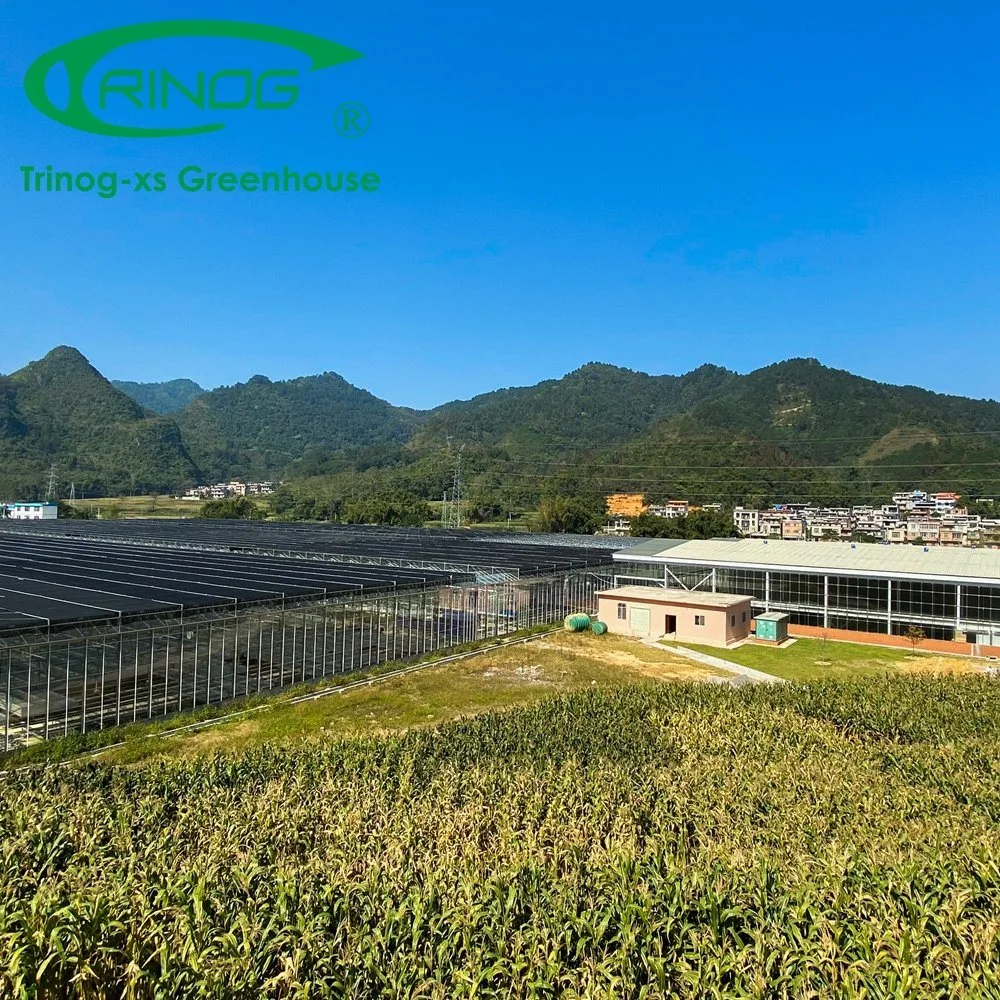 Inner Shading System Cooling Galvanized Steel Pipe Structure Glass Greenhouse for Vegetables