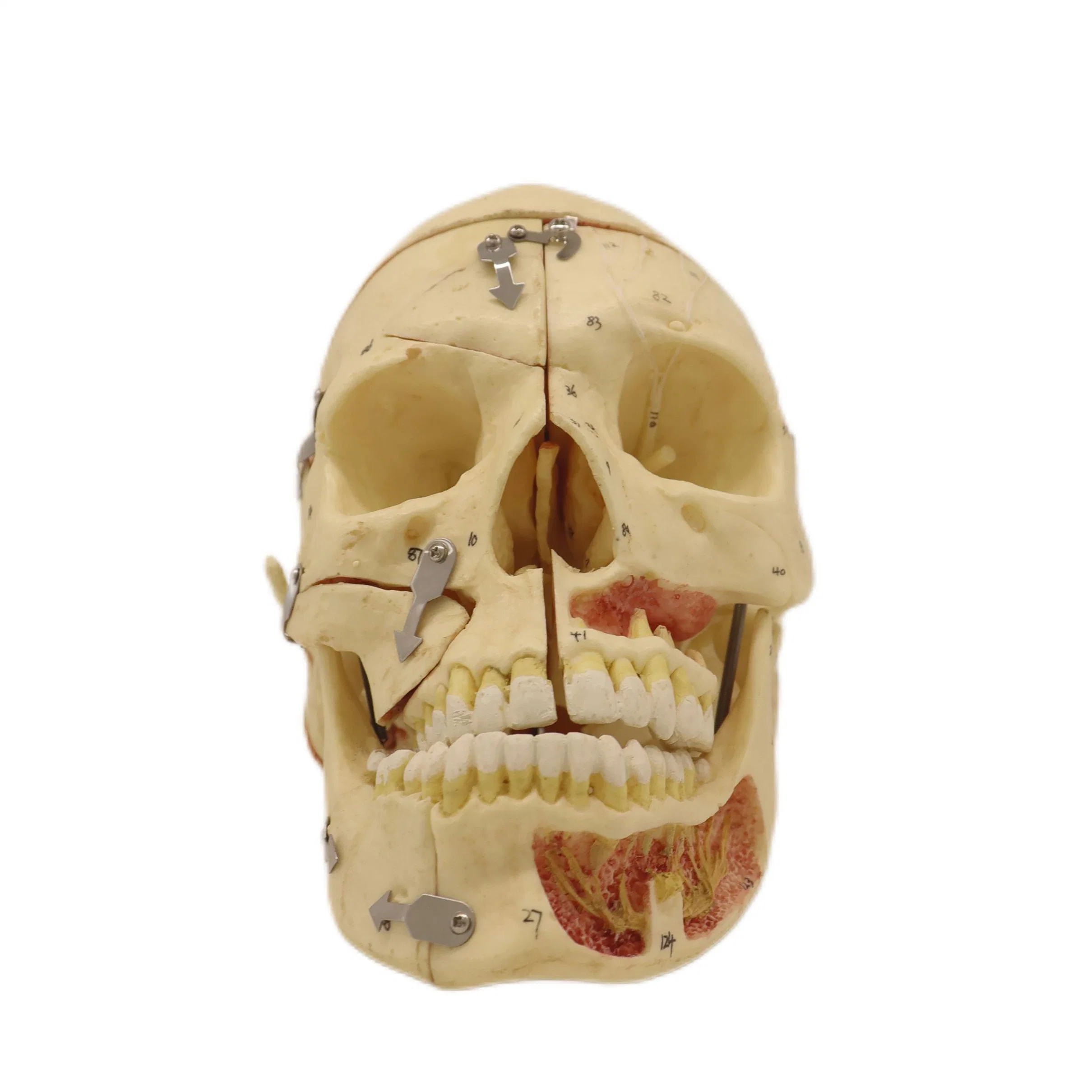 Good Quality of Medical Teaching Anatomical Model of Adult Skull with Blood Vessels and Nerves