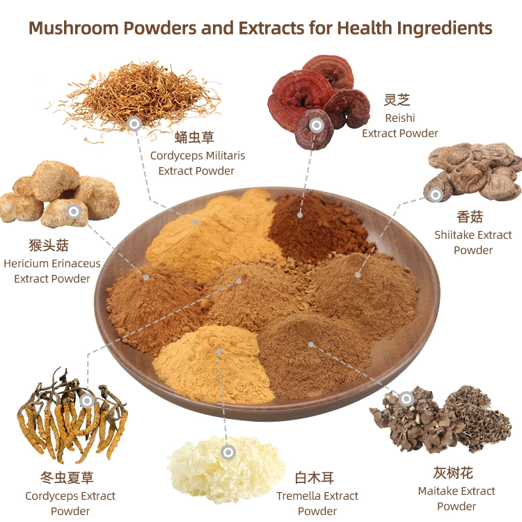 Organic Chaga Mushroom Extract Reishi Cordyceps Militaris Lion's Mane Mushroom Extract Blends Water Soluble