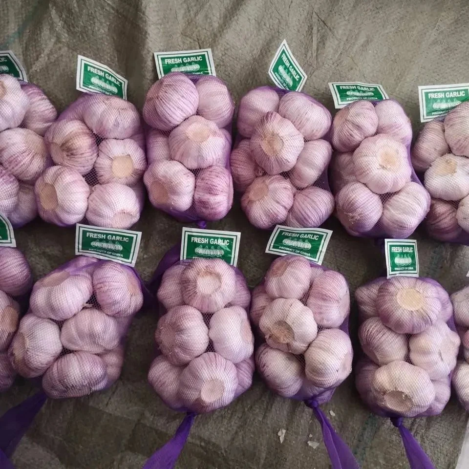 Origin Fresh Purple Garlic in China