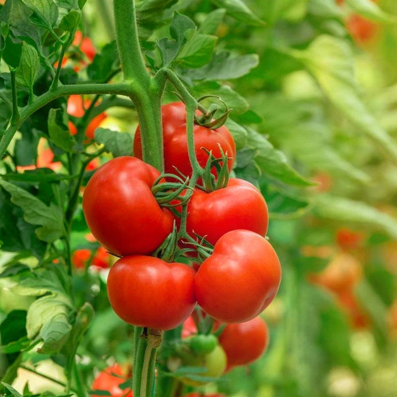 Intelligent Smart Tunnel/Arch Type PE/Po Film Plastic Agriculture/Commercial Ecolog Greenhouse for Tomato/Cucumber Pepper with Hydroponics Growing System