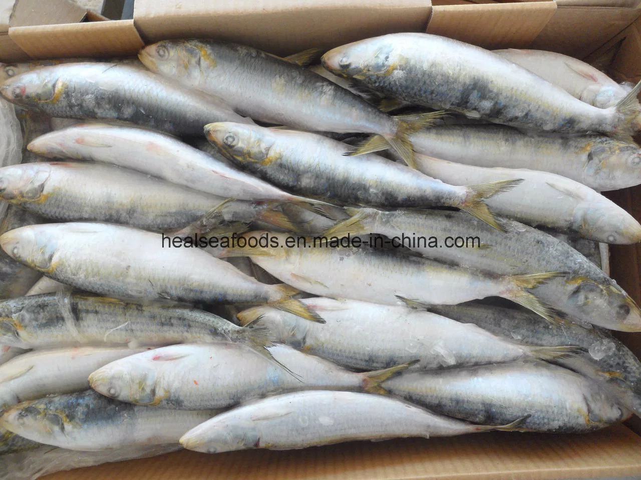 Chinese Frozen Sardine Price