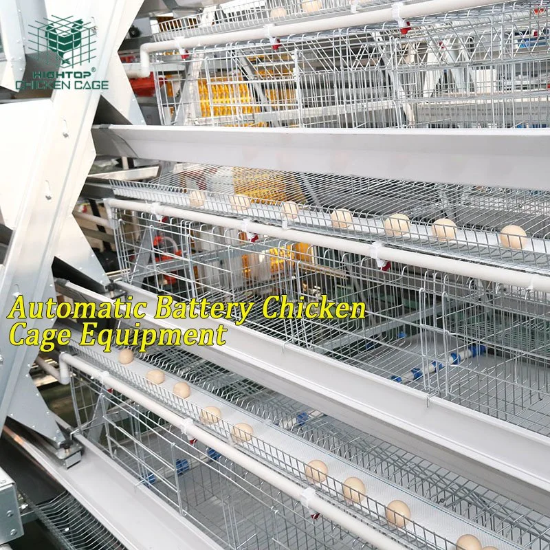 A Type Automatic Layer Poultry Chicken Cage Manure Belt Jaula PARA Pollos