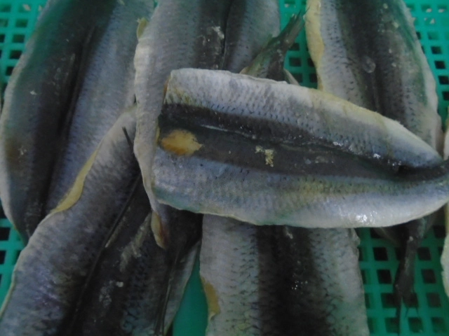 Frozen Herring Fillet, Skin on