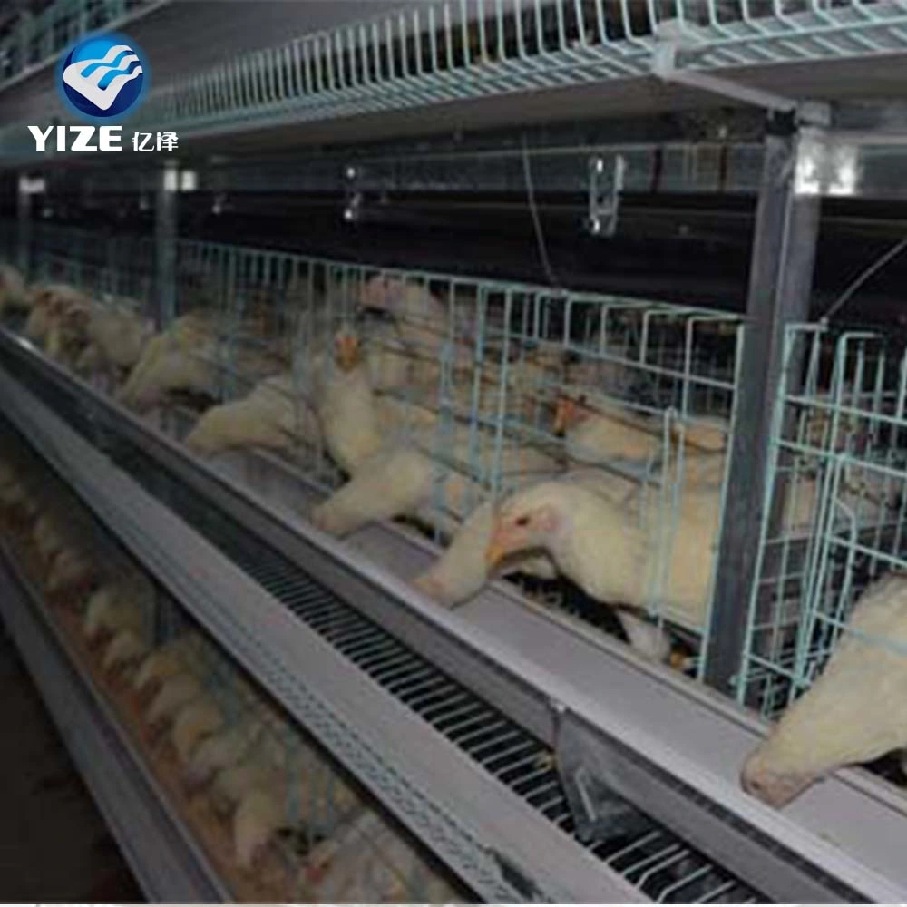 Good Selling Good Quality Poultry Farming Equipment for Broilers Products