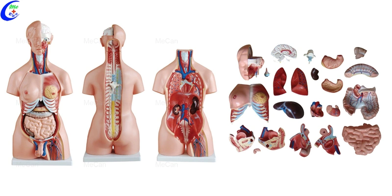 Hot 23 Parts 20 Mecan Human Body Medical Anatomy Educational Torso Model