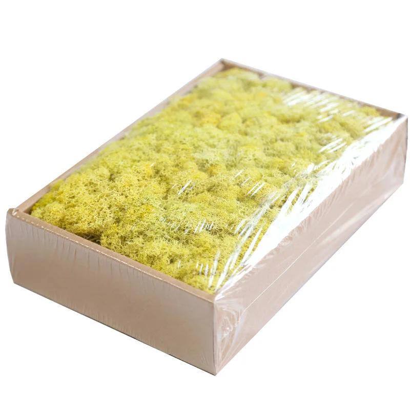 Best Selling Stabilized Preserved Eternal Lichen Reindeer Moss Office Decoration Muschio