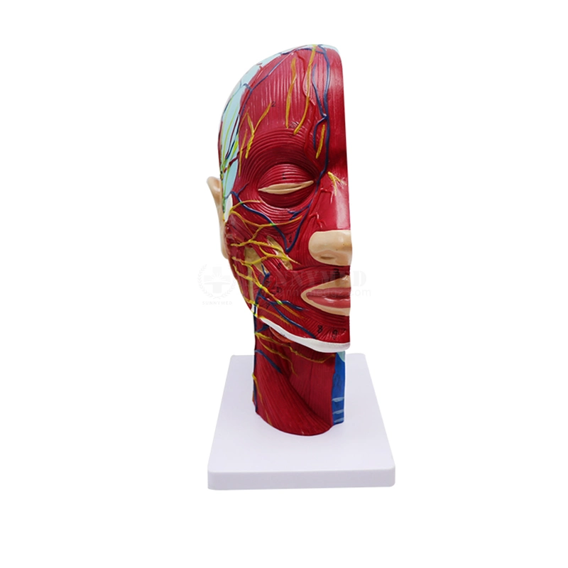 Sy-N027 Medical Science Teaching Model Human Head Facial Model with Shallow Muscle Neuro Vascular