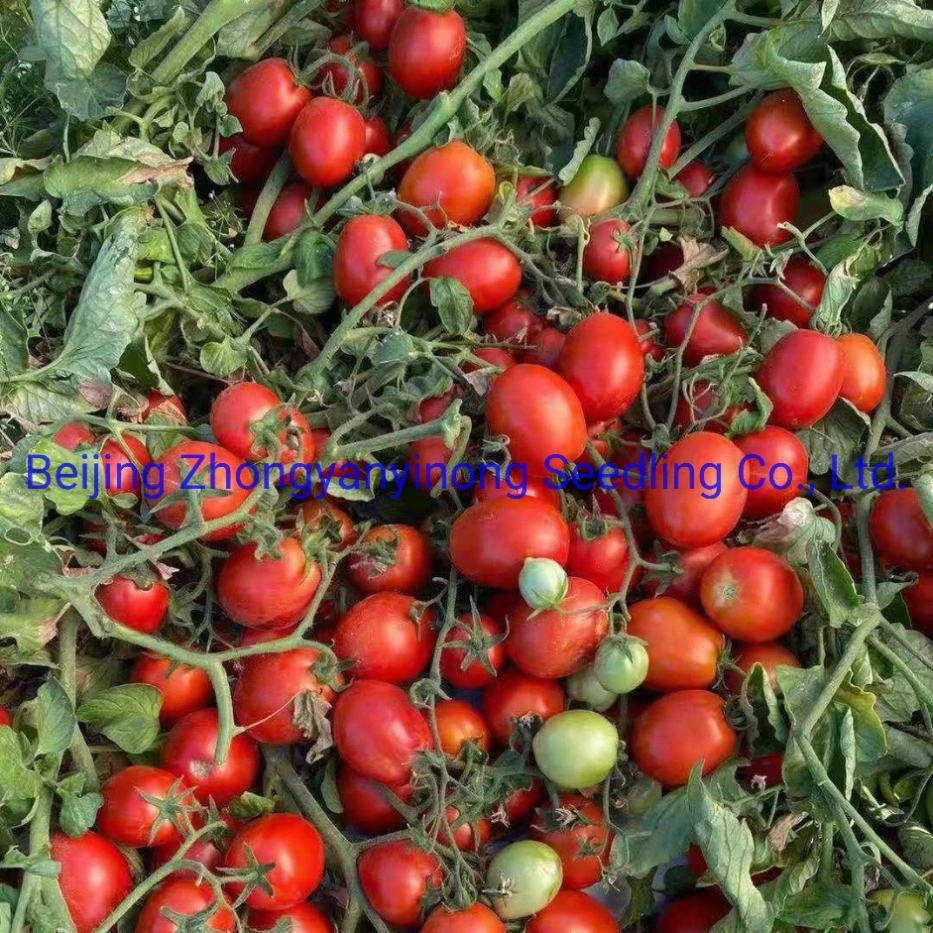 Df12 Big Size Oval Determinate Hybrid Tomato Seeds Vegetable Seeds for Hot Selling