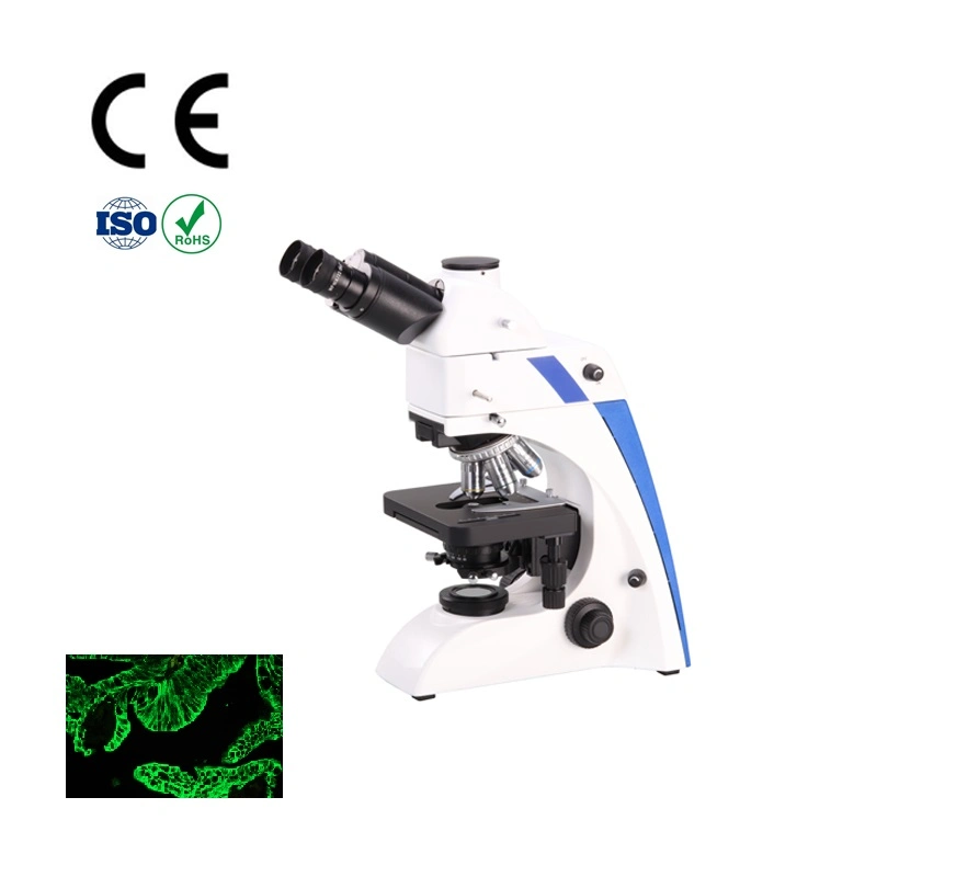 Preparado microscopio de portaobjetos experimentos con animales Microscopía de fluorescencia Malayalam para microscopio Diapositiva