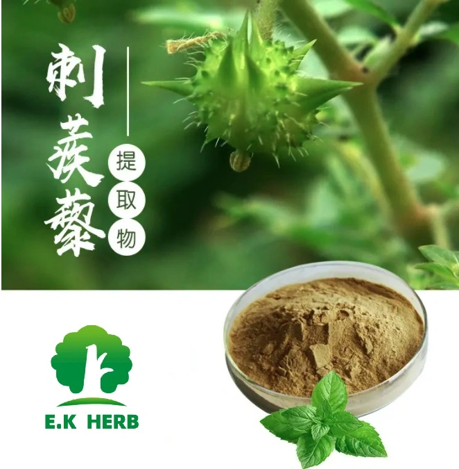 E. K Herb fábrica alta qualidade com amostra grátis Extrato vegetal grau de alimento natural Terrestris Saponins 40% ~ 99% planta em pó Extrato de Tribulus Terrestris herbal