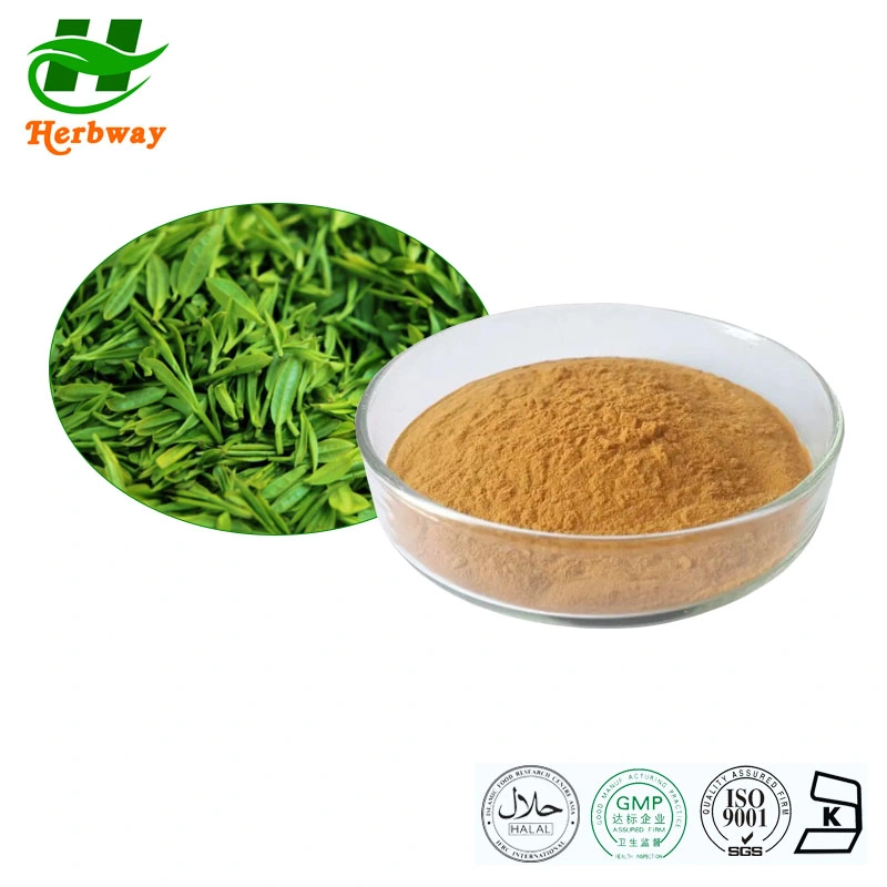 Herbway Botanical Natural Extract Camellia Sinensis EGCG O. Kt 60%Tea Polyphenols Green Tea Extract Lose Weight