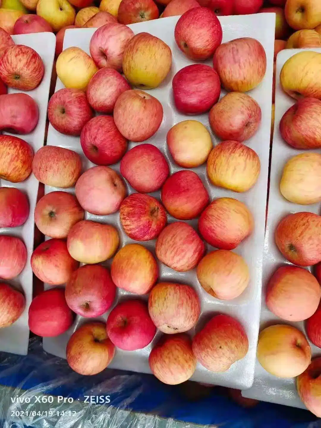 Shandong de pequeño tamaño, Manzana Fuji