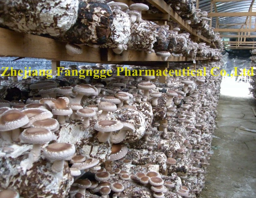 Base de plantation de champignons shiitake organiques dans l'environnement écologique de comté no 1, Lentinus edodes extrait