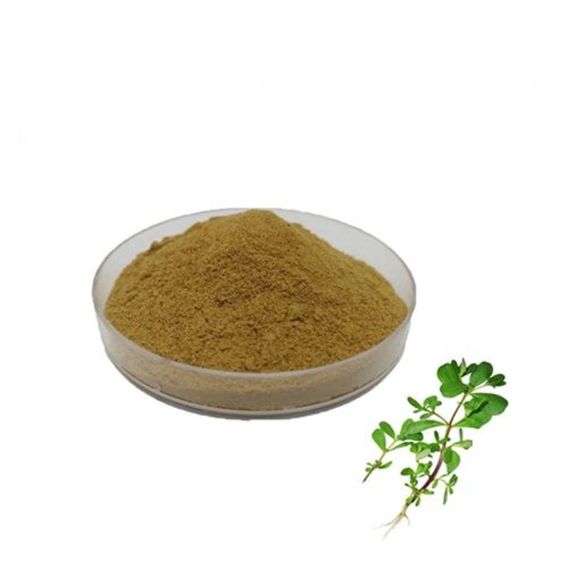 Factory Supply Good Quality Purslane Leaf Extract Powder