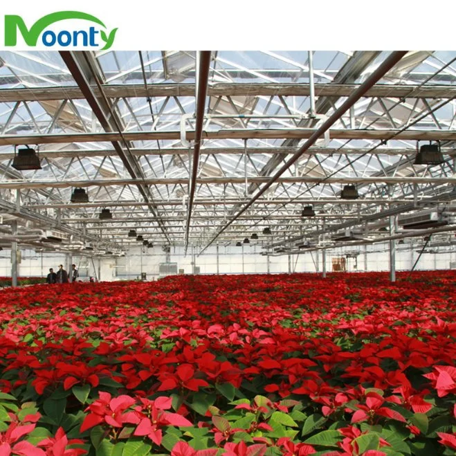 New Design Modern Multi-Span Venlo Glass Greenhouse Used for Sale