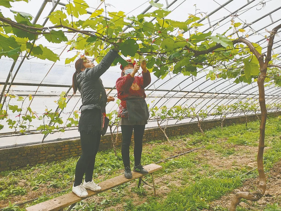 Landwirtschaftliche Pflanzen Pflanzen Multi-Span kommerzielle Polycarbonat Gewächshaus mit Hydrokultur für Traube