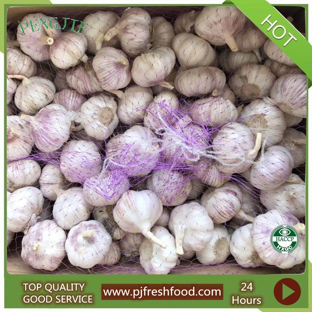 Fresh 5-6cm Normal White Garlic/Pure White Garlic Alho/Ail/Ajo