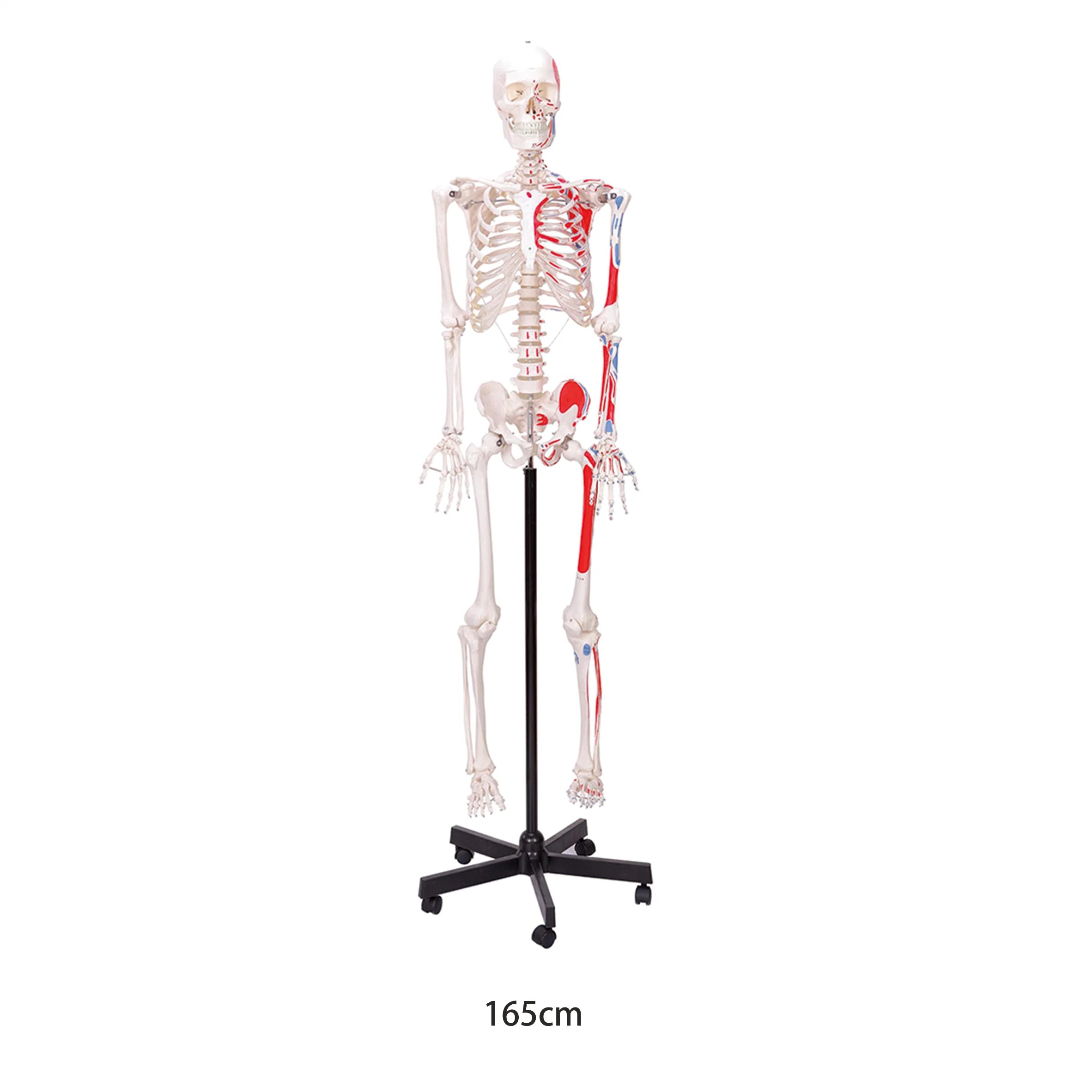 Lab Biological Teaching Models 170cm Human Muscula Skeleton Models with Ligament of PVC