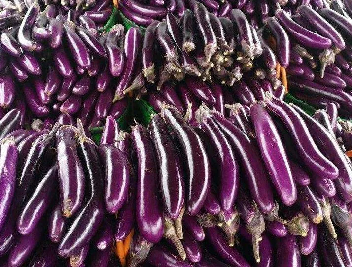 Haute qualité et de graines d'aubergine violette à rendement élevé