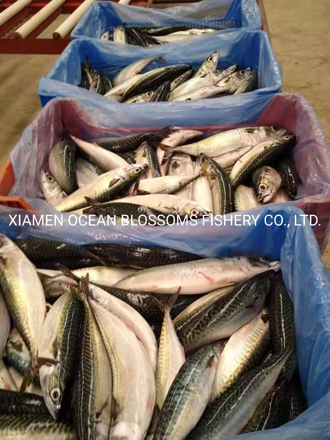 Ocean Blossoms Good Quality Frozen Mackerel Ecuador 15kg 20kg