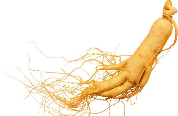 Ren Shen Hierba China Raíz de Ginseng Panax Medicina Tradicional China