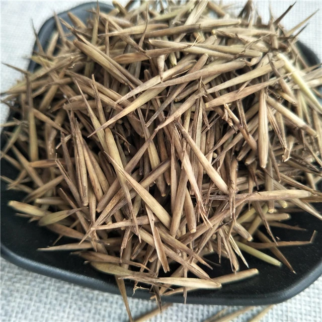 high germiration Phyllostachys pubescens seeds moso bamboo seeds