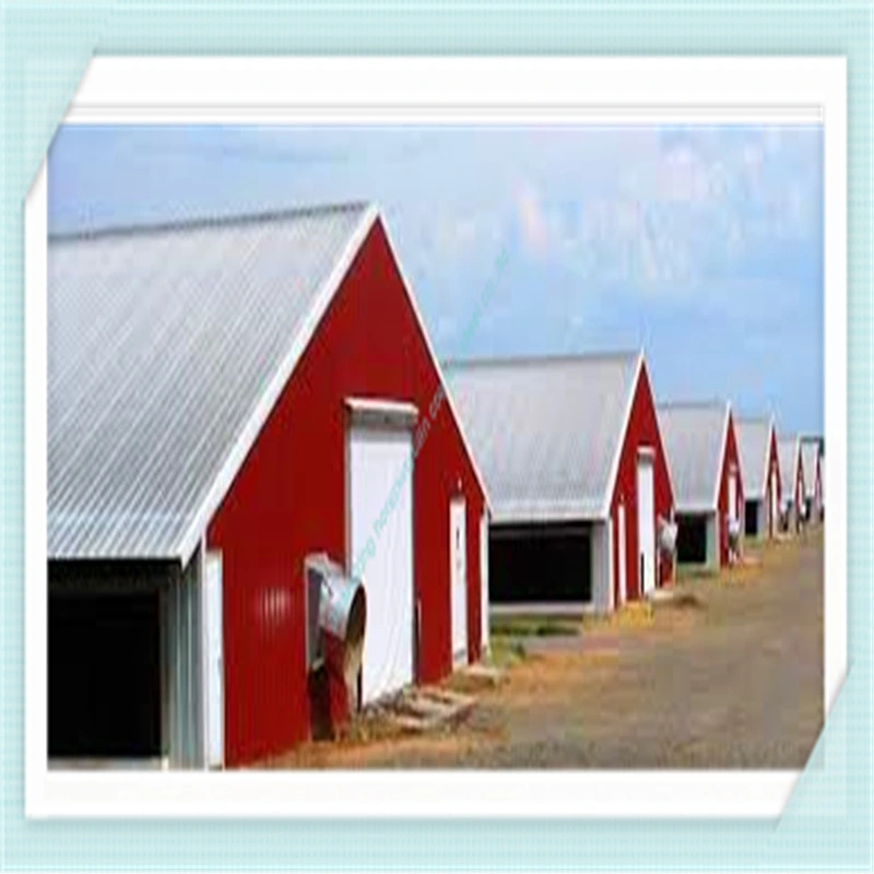 Galvernized Light Steel Structure Poultry Farm Chicken House for Feeding on Ground