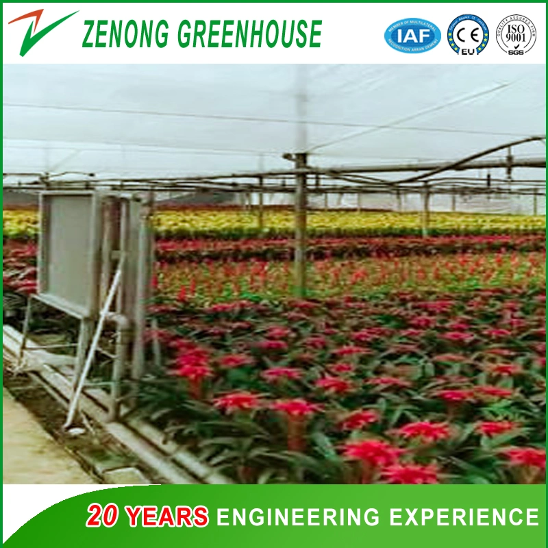 Film Greenhouse Used as Flower House/Hydroponics Cultivation House/Aquaponics House