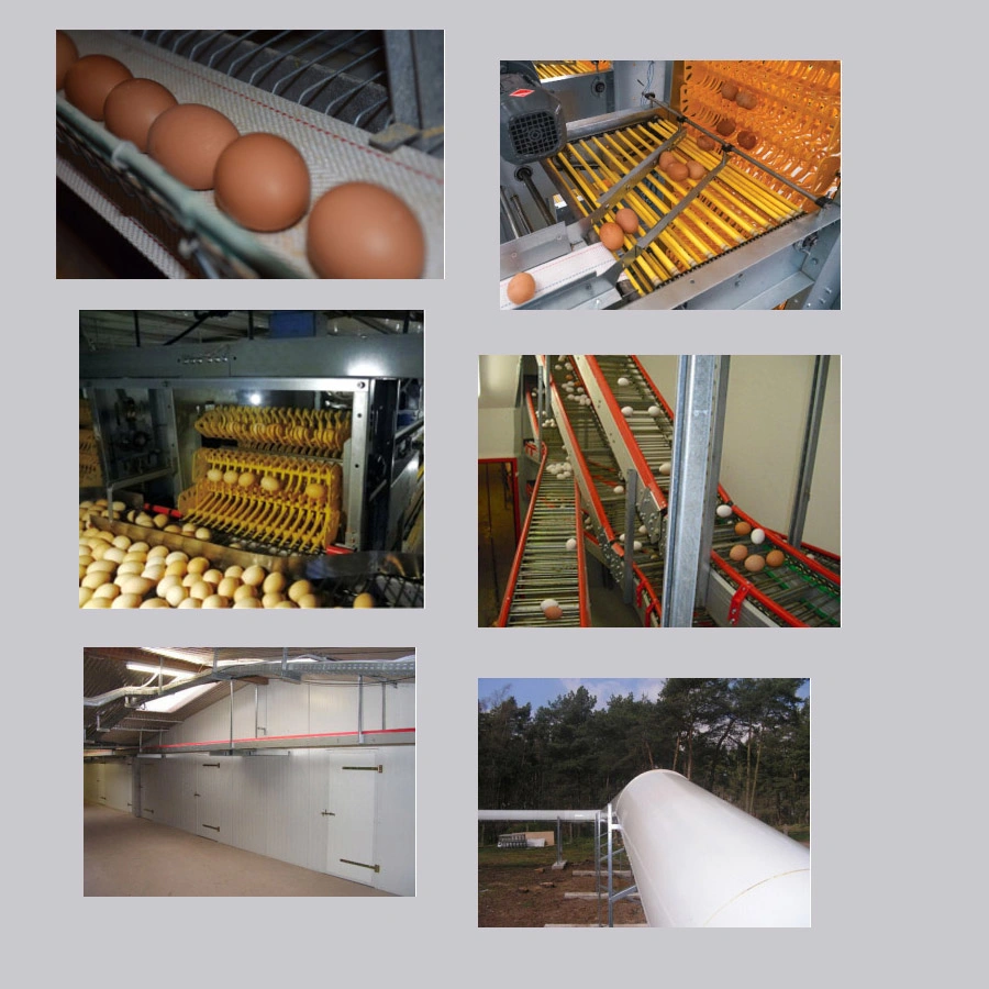 H Type Layer Chicken Cage with Automatic Drinking System