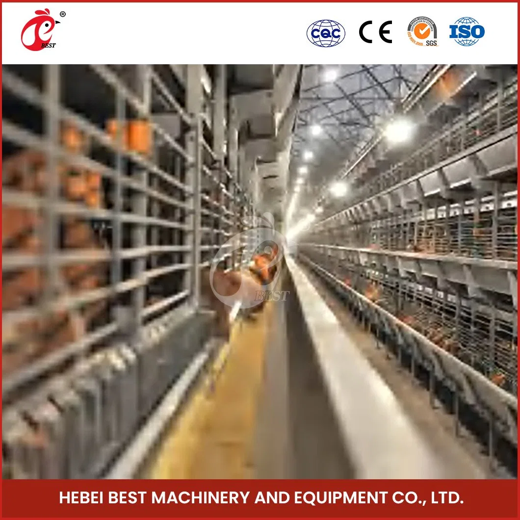 Bestchickencage China Giant Chicken Coop Fabricante H Marco de la caldera automática Jaulas OEM personalizado bajo nivel de ruido Coop de pollo de madera grande