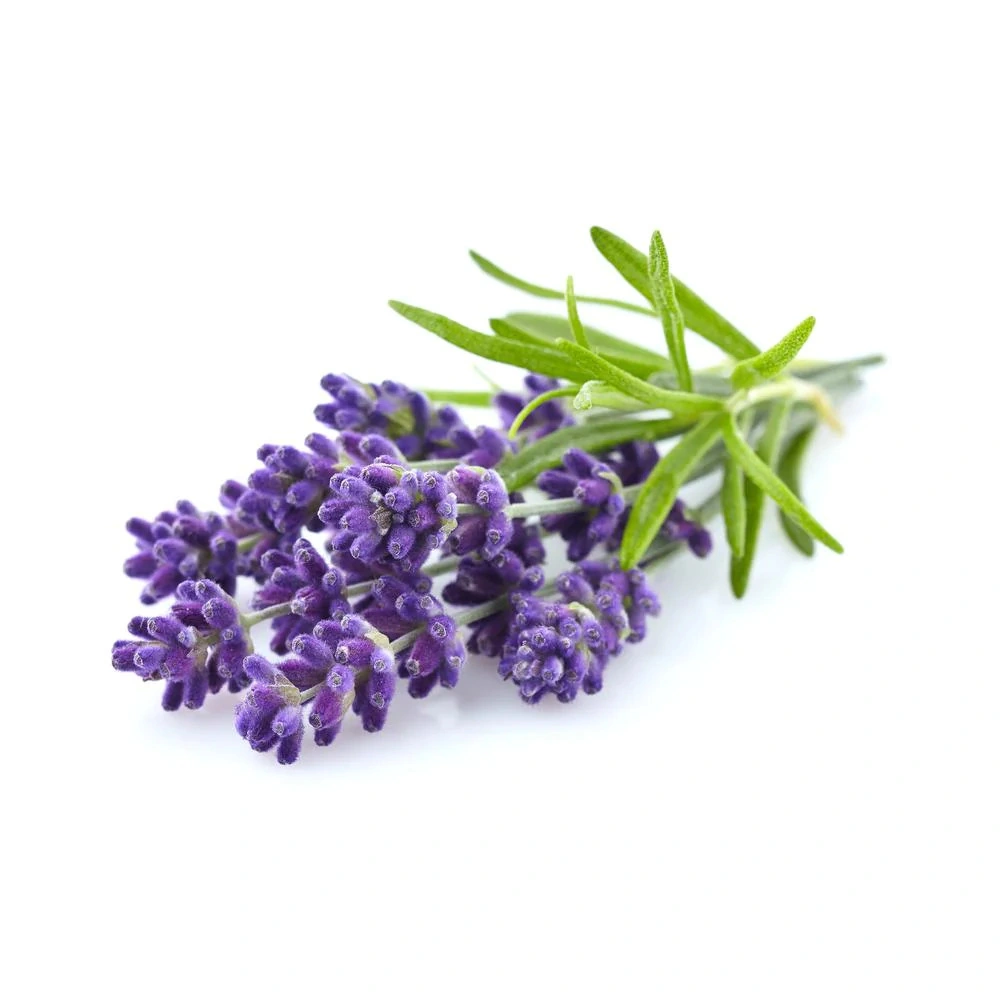 High quality/High cost performance Natural Lavandula Angustifolia Extract Powder Lavender Flavonoids Lavender Extract