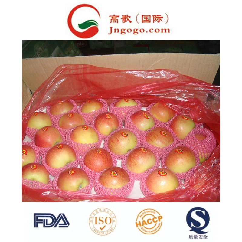 New Crop Fresh Chinese FUJI Apple