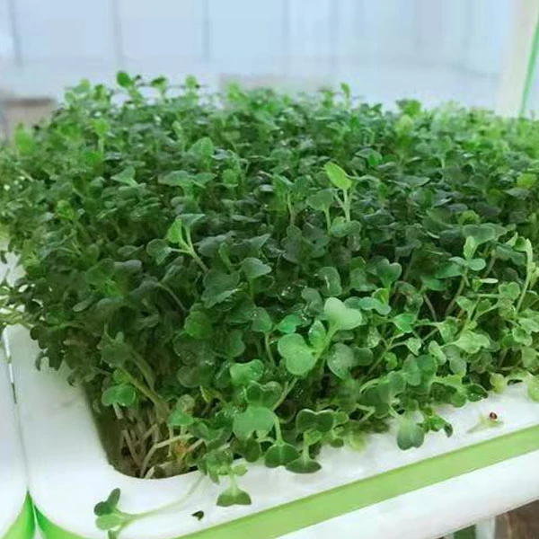 Touchhealthy Supply Microgreen Seeds Chinese Cabbage Seeds/Bokchoy Seeds