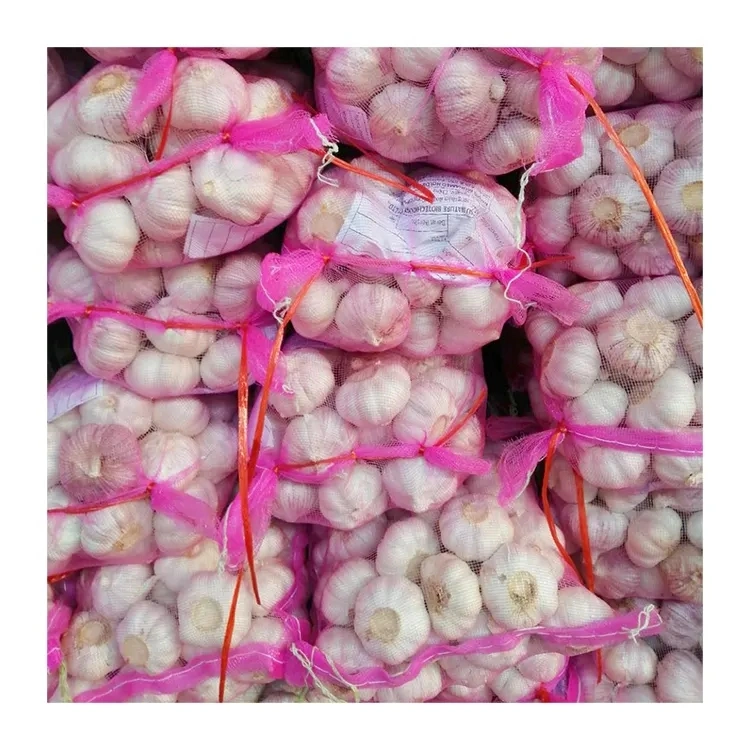 Wholesale China Garlic Supplier Hot Selling Pure White Garlic in Southeast as