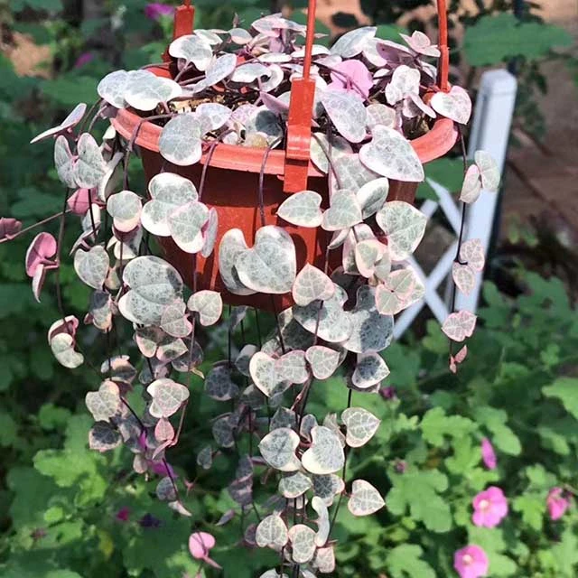 Plante succulente Ceropegia Collaricorona SSP. Collaricorona Werderm plantes de gros Rose