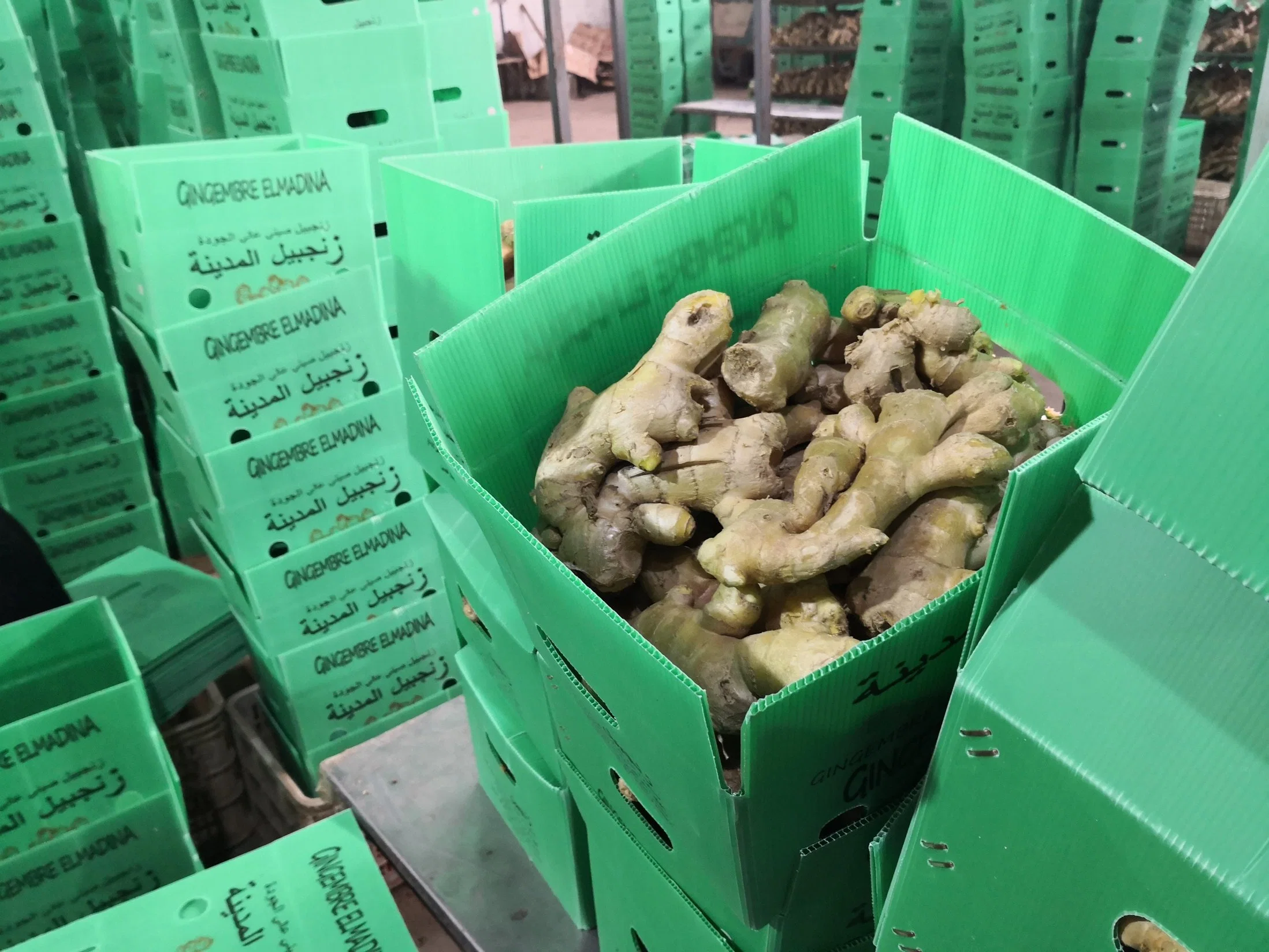 Air Dry Fresh Ginger in 5kg PVC Box