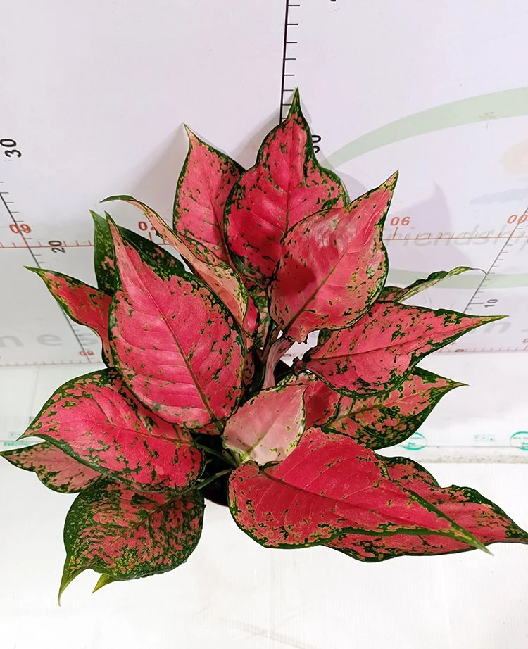 Hot Sale Real Plants Red Ruby Aglaonema