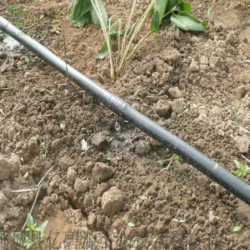 Invernadero de vidrio de película simple/doble templado con sistema de riego y sistema de ventilación Para Granja