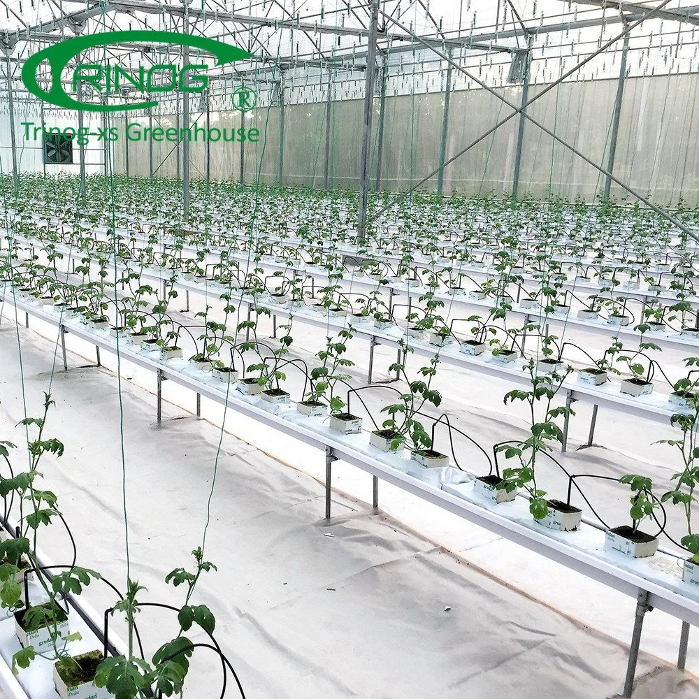 Hot Sale New Design and Reusable Cultivation Hydroponics System Multi-Span Film Greenhouse