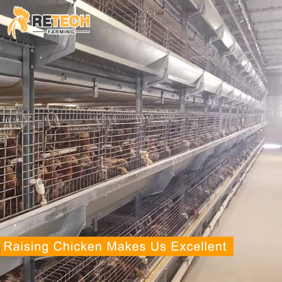 4 Tiers Pullet Chicken Battery Cage for Growing Egg Poultry Chicks