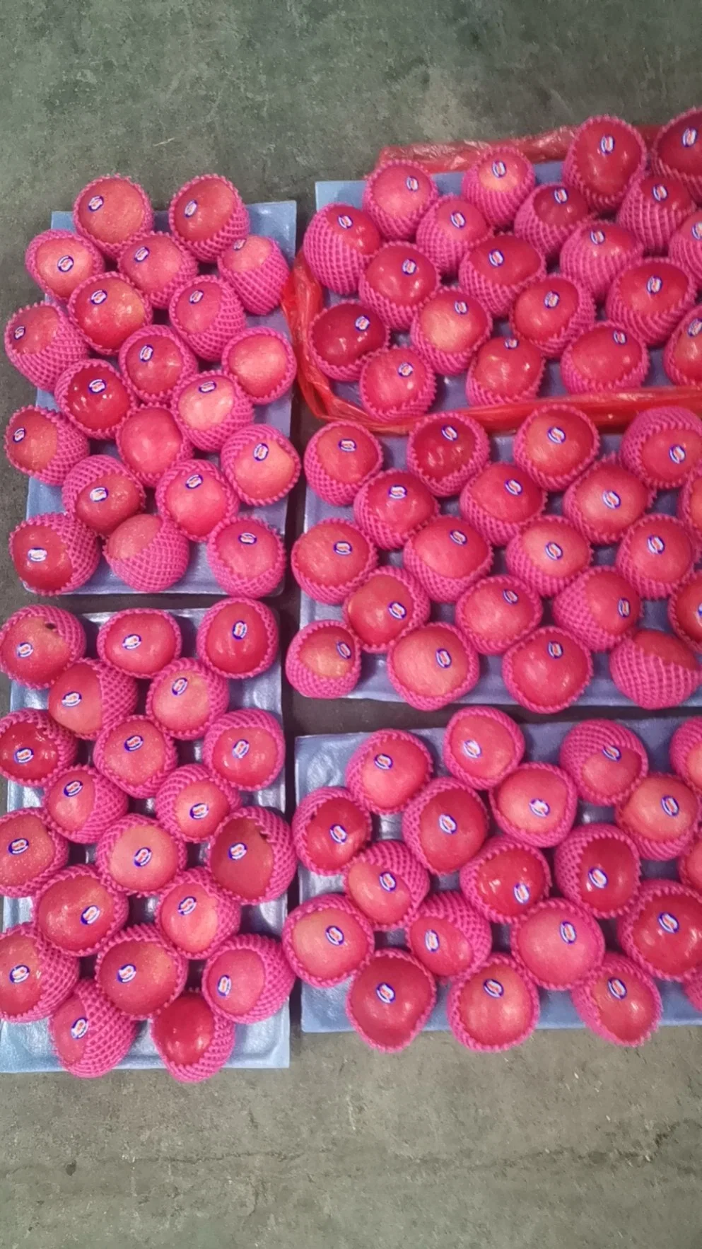 Frische Klasse 1 Papier verpackt Red FUJI Apple Malus Domestica