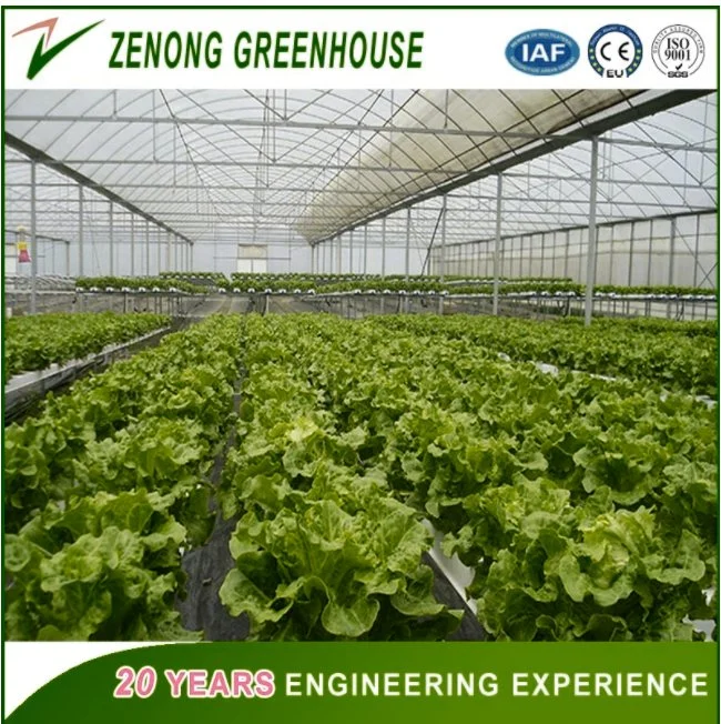 Agriculture Multi Span PC Plate Greenhouse for Vegetables/Crops/Fruits Growing in Clean &amp; Healthy Environment