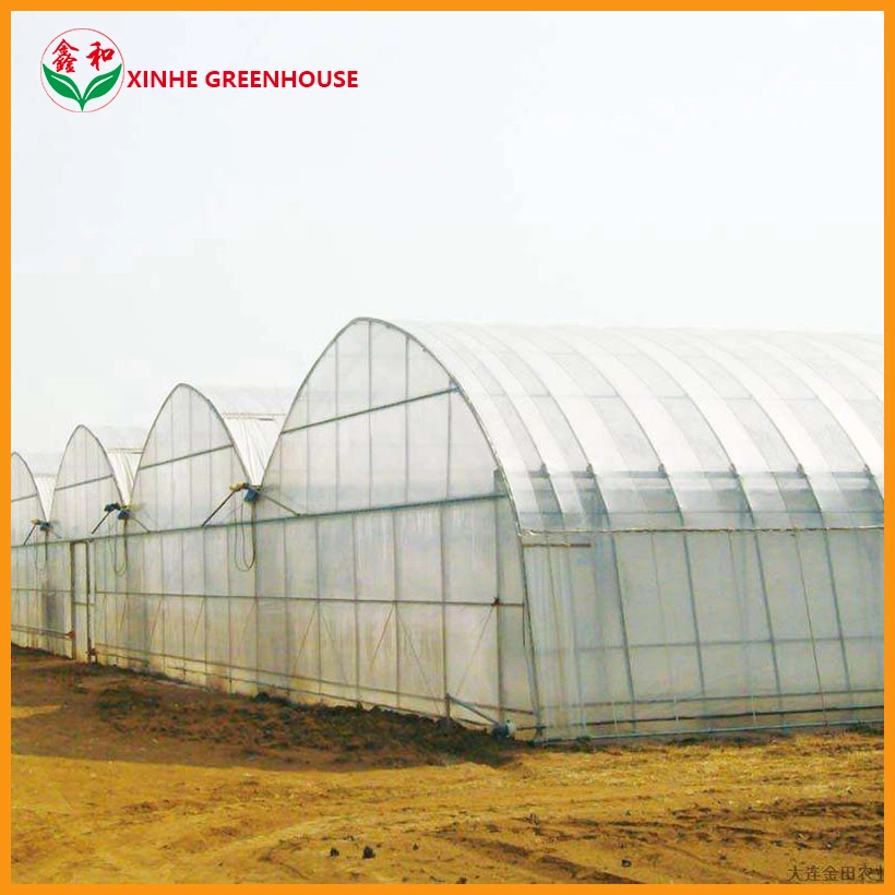 Polycarbonate Greenhouse for Hydroponic System for Tomato and Lettuce