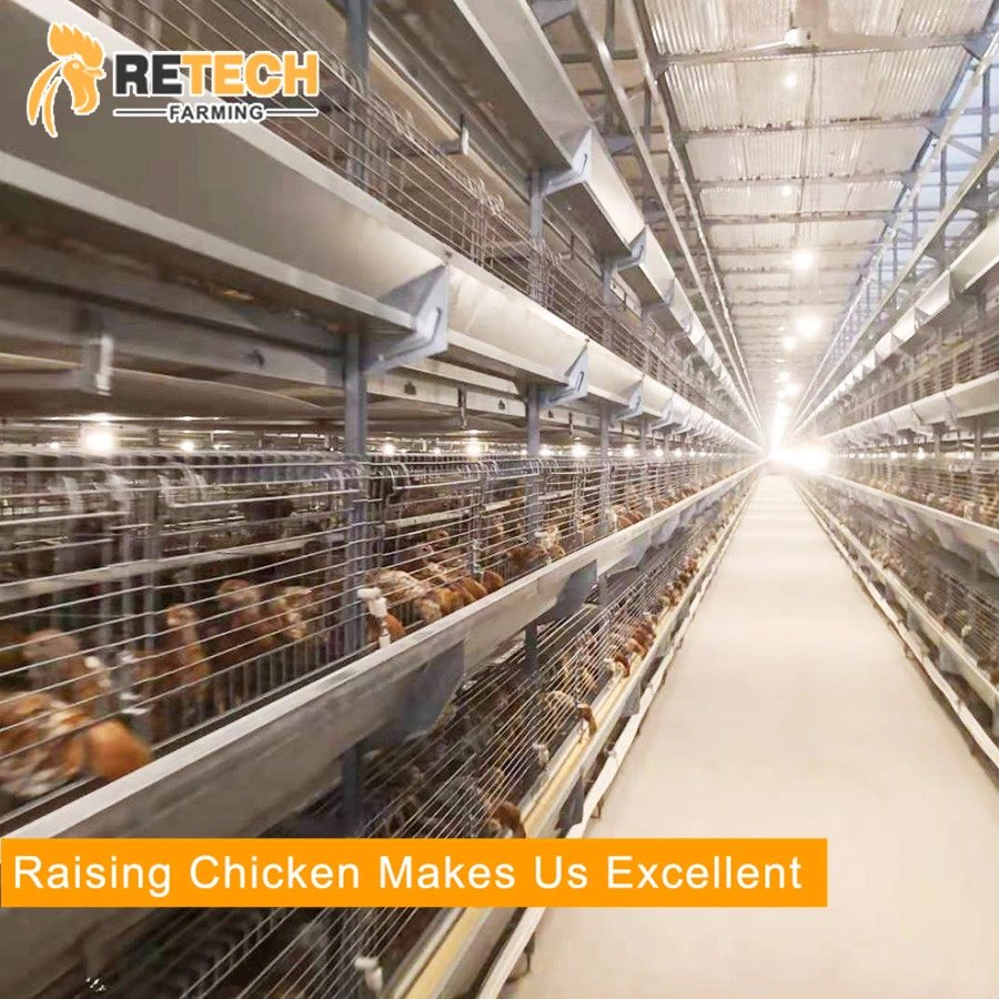 Automatic Chicken Farm Pullet Poultry Equipment  Supplier
