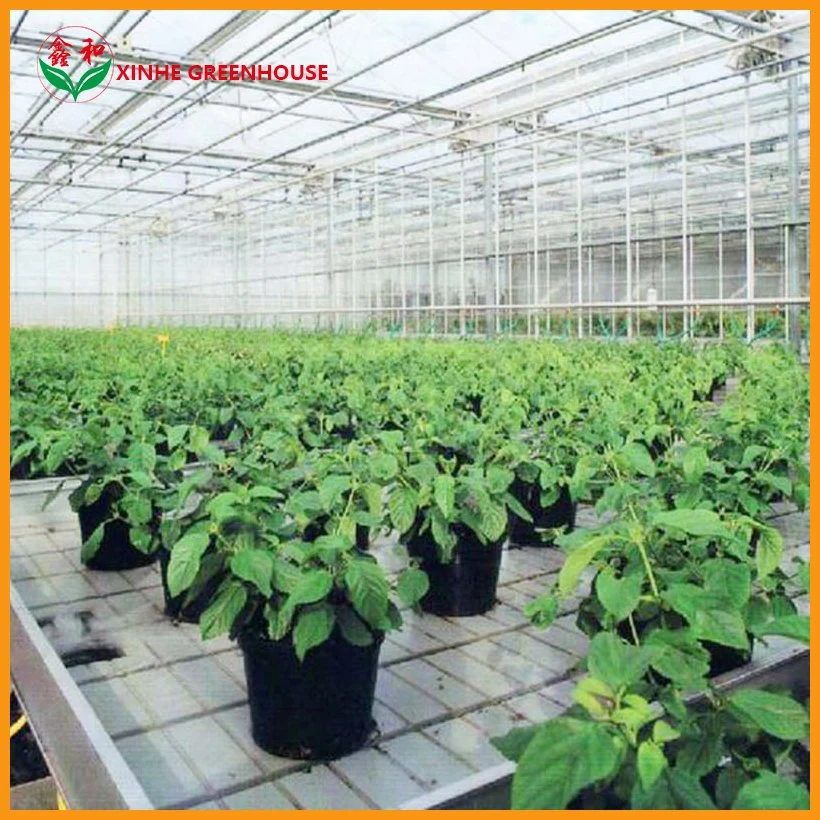 Commercial Lettuce Farming Used Multi Span PC Sheet Greenhouse for Sale