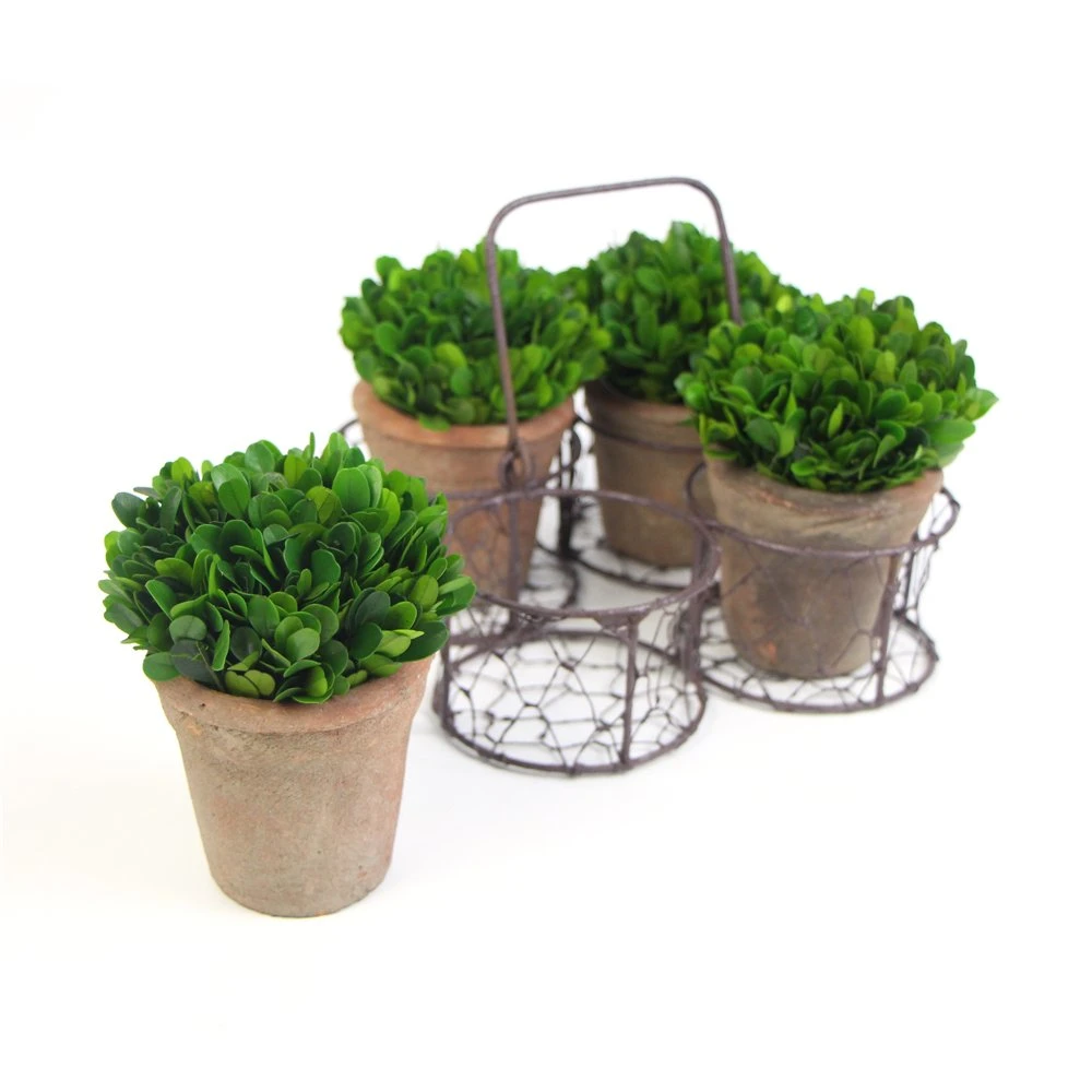 Set of 4 Preserved Boxwood Mini Topiary with Iron Handle Baskets for Decor