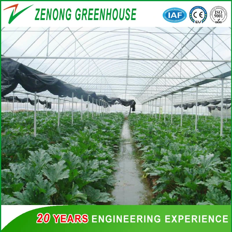 China Professional Multi-Span PE/Po Film Plastic Greenhouse for Hydroponic Growing/Experiment