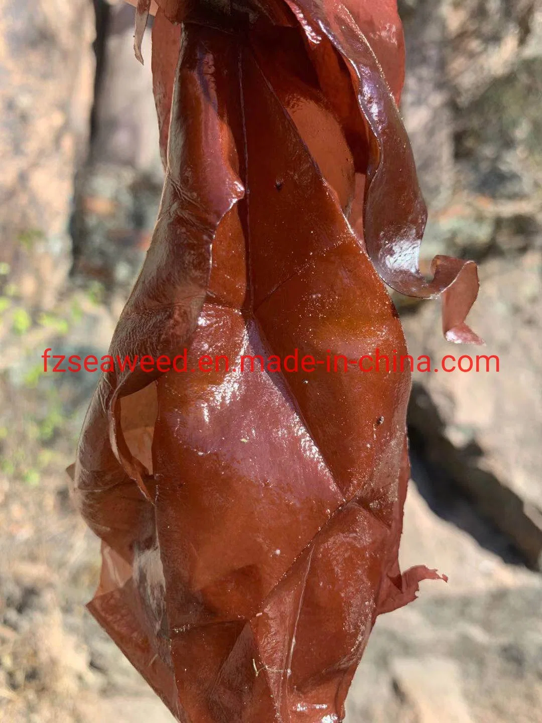 Algue rouge biologique déshydratée Palmaria palmata flocons nourriture