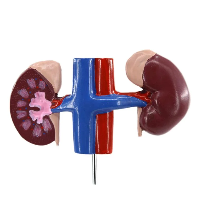 Super Economy Laboratory Female Urinary System Teaching Model of PVC